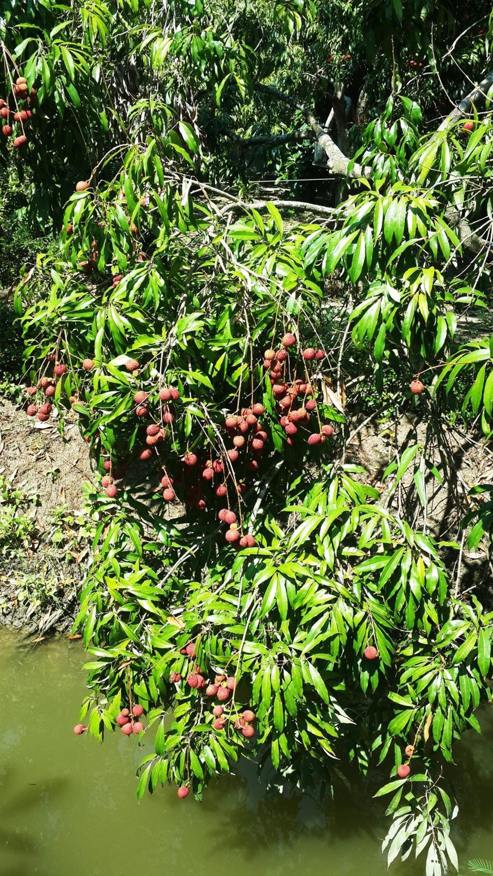 Un grupo denso de árboles con frutos rojos, probablemente lichi, en un entorno natural.