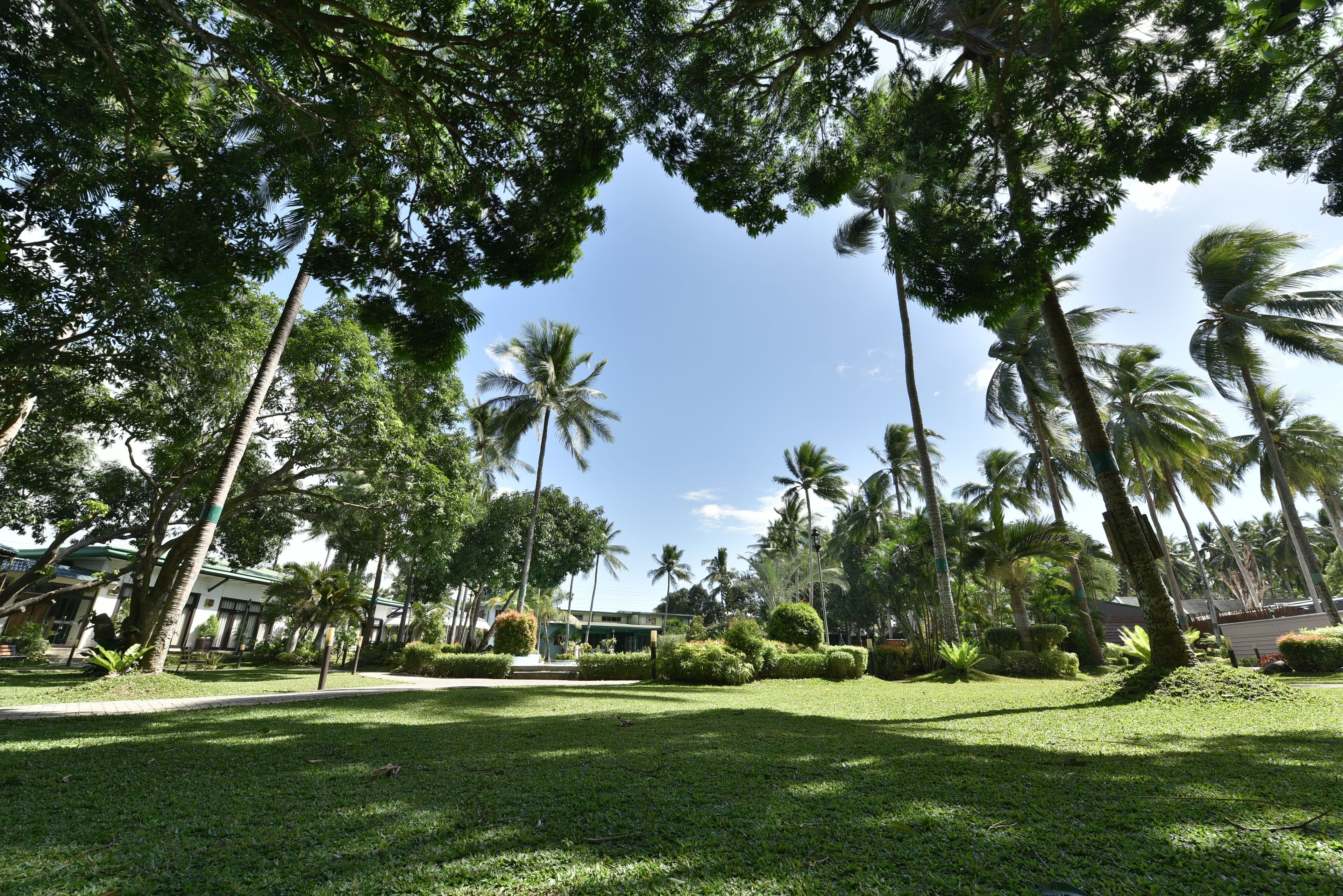 A well-maintained garden with palm trees and a building in the background.