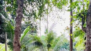 A curved pathway leading to a pool area surrounded by lush greenery and palm trees. - Batangas Country Club (Batangas City)