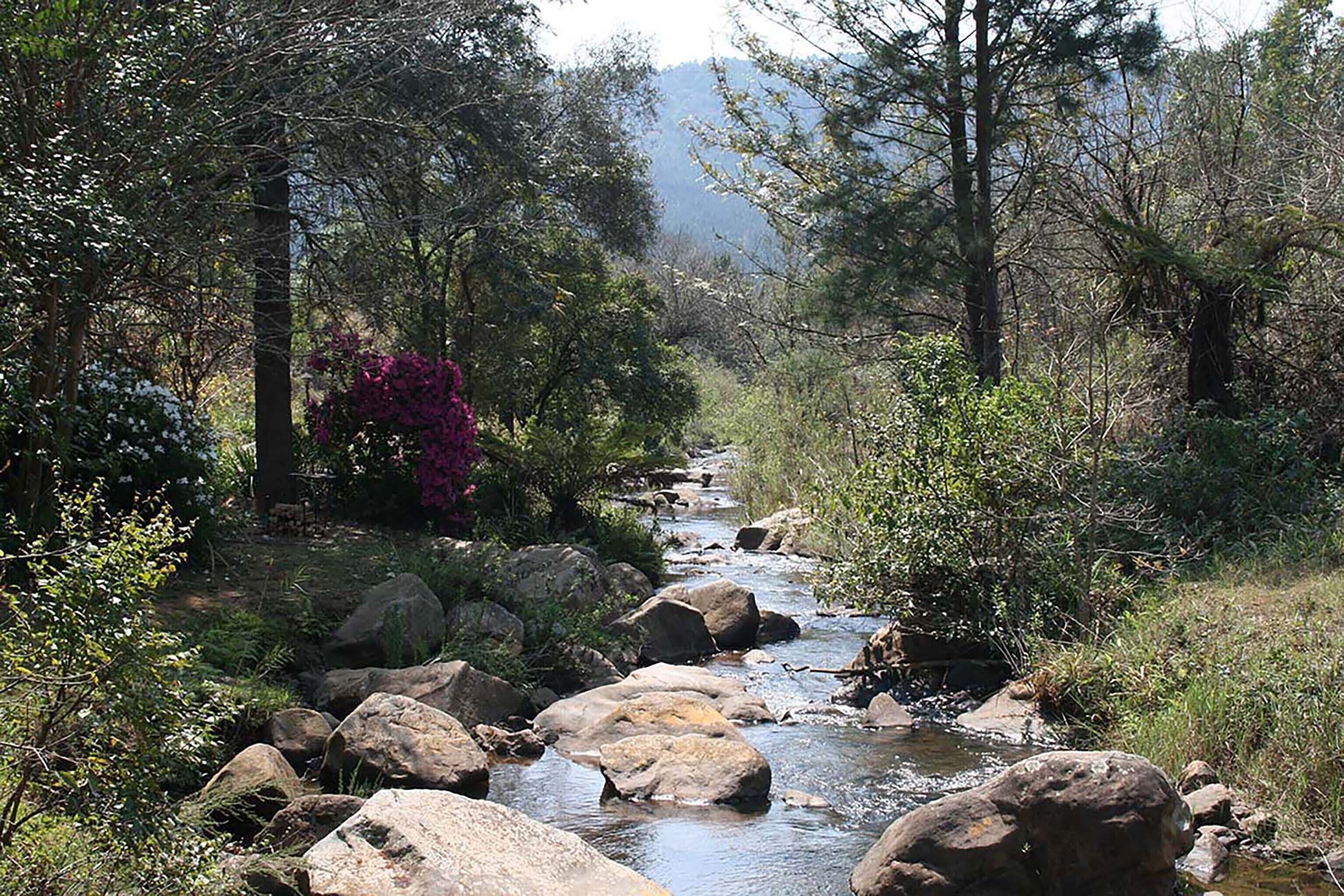 Un arroyo natural con rocas y árboles, rodeado de follaje.