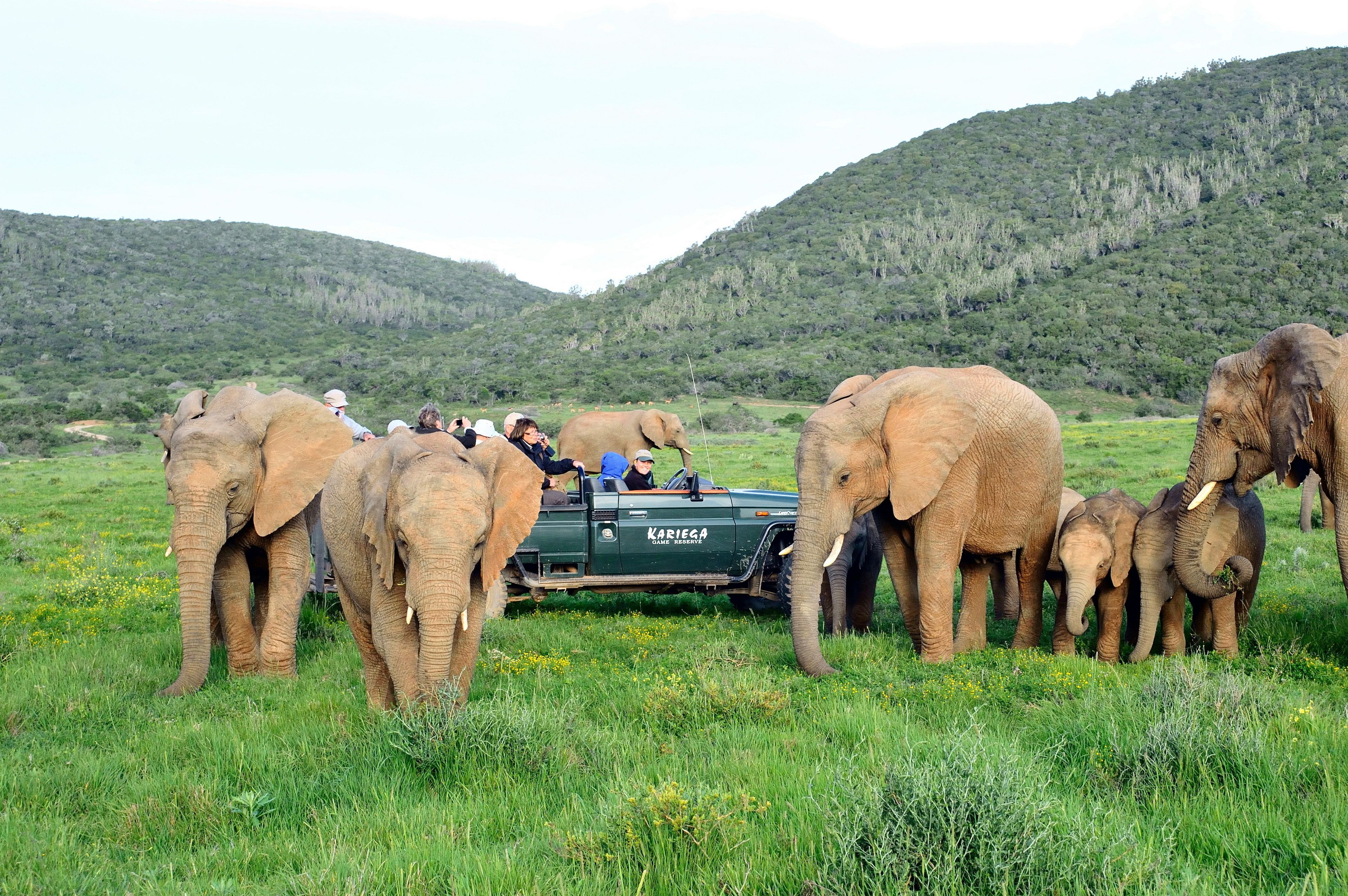 Vehículo safari con turistas observando elefantes en un campo cubierto de hierba y colinas al fondo.