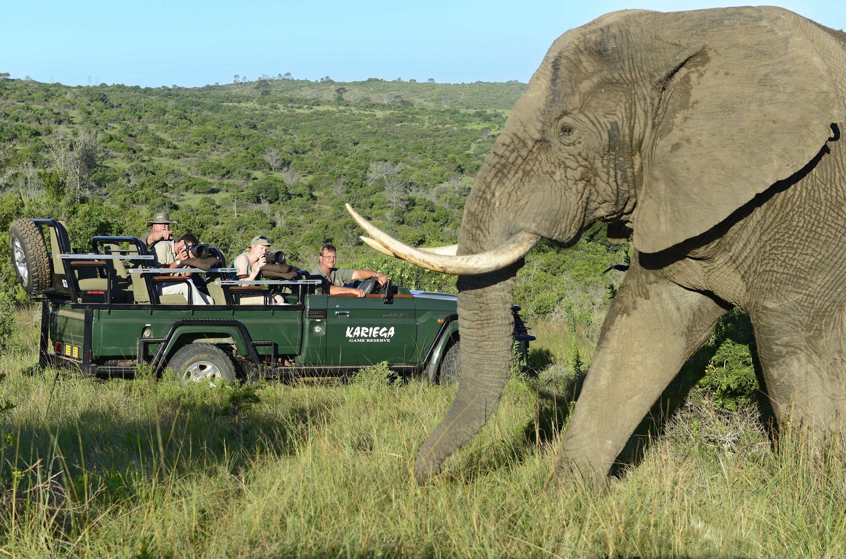 Un véhicule de safari transportant des passagers qui observent un éléphant avec ses défenses.