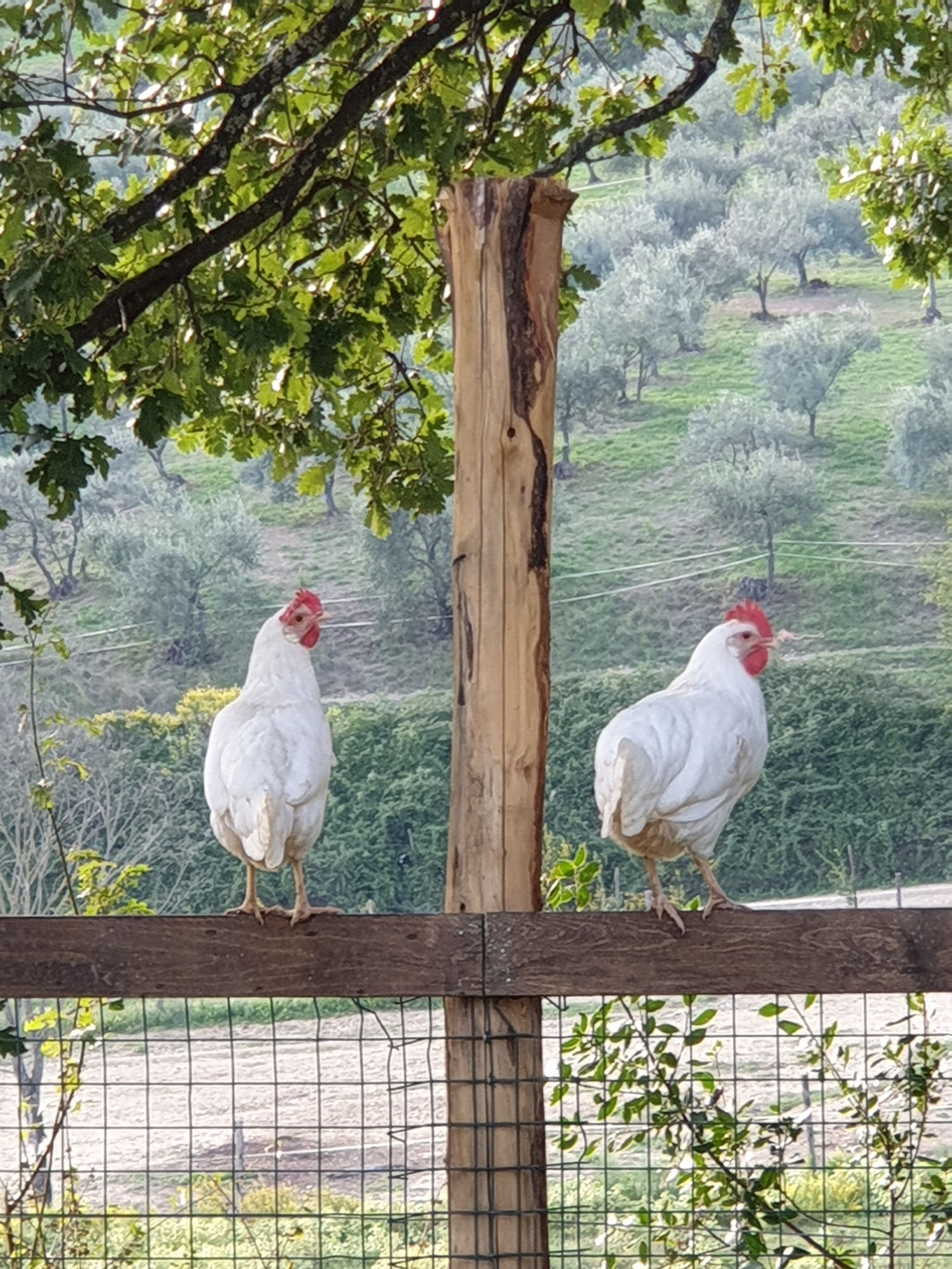 Two white chickens on a wooden fence with a wire mesh, surrounded by greenery and trees.