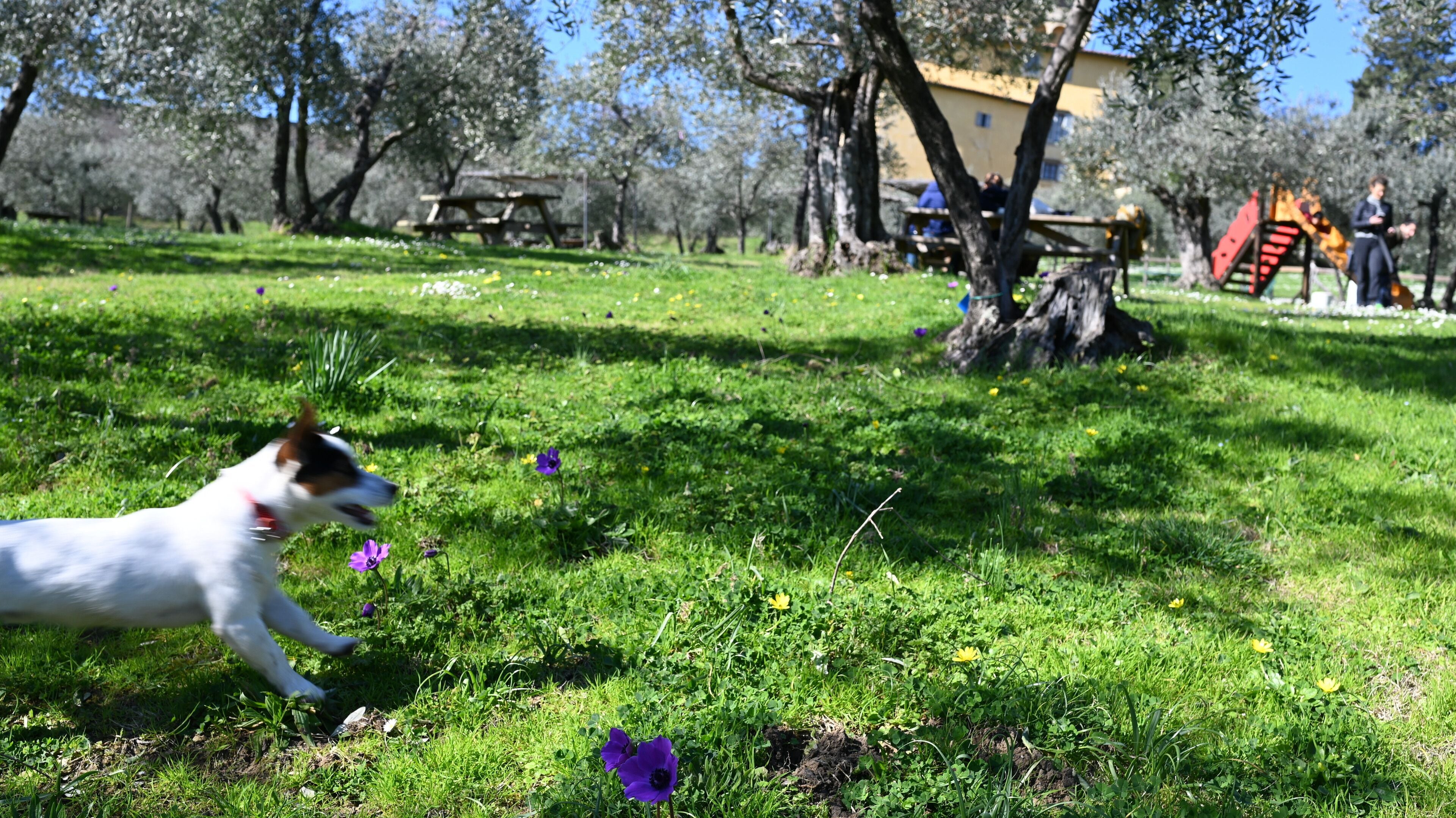 Photo - Fattoria di Maiano