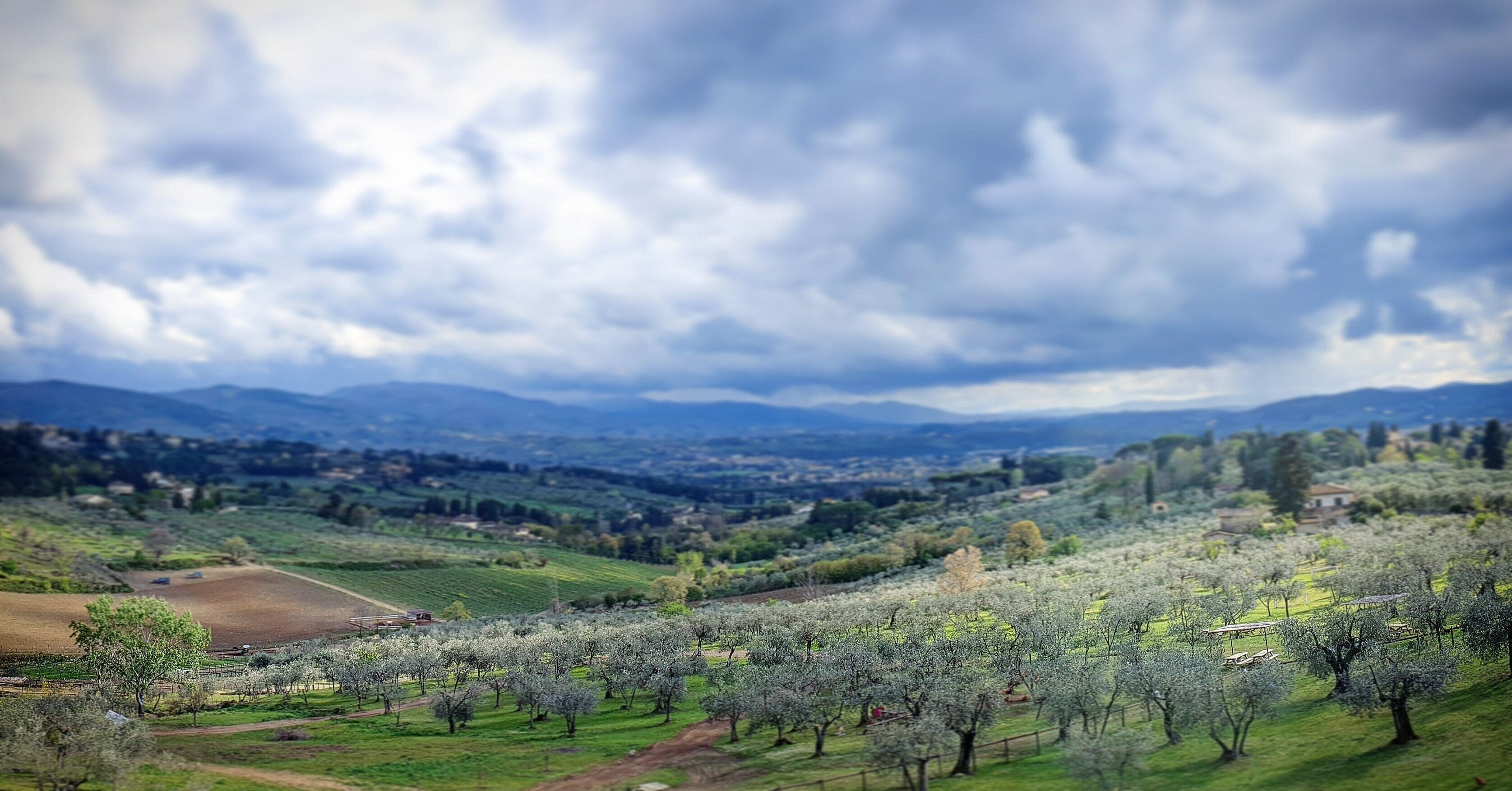 A panoramic view of a hilly landscape with orchards and a distant village.