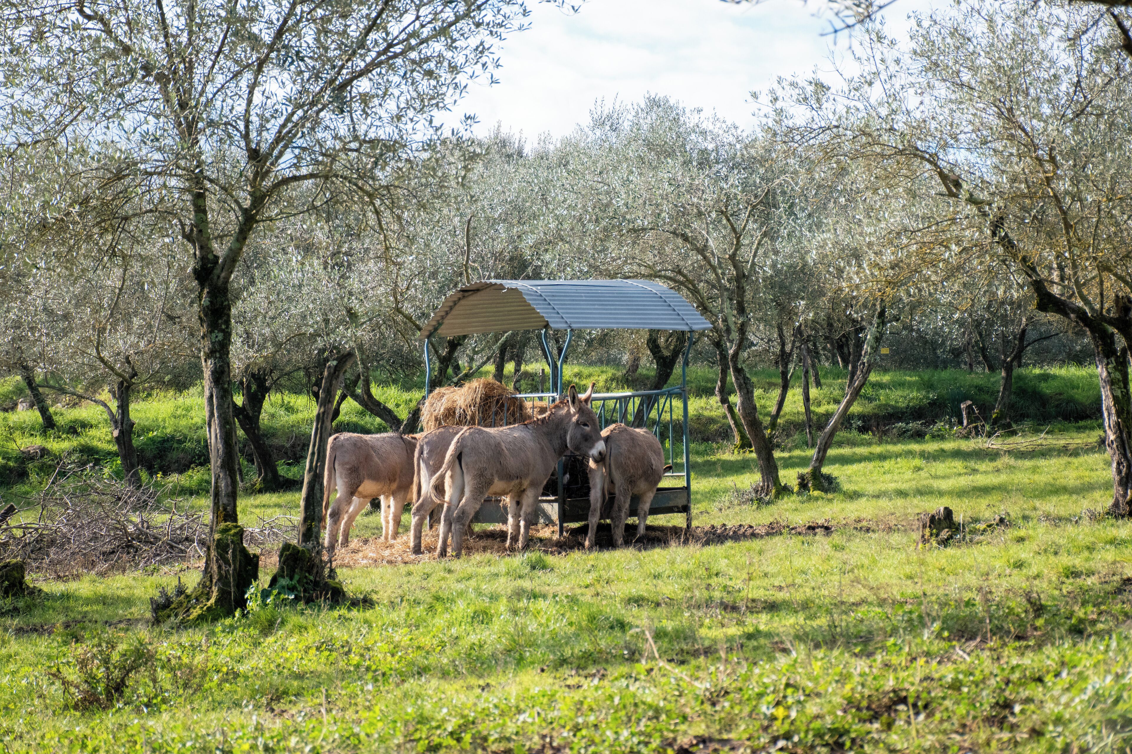 Foto - Fattoria di Maiano