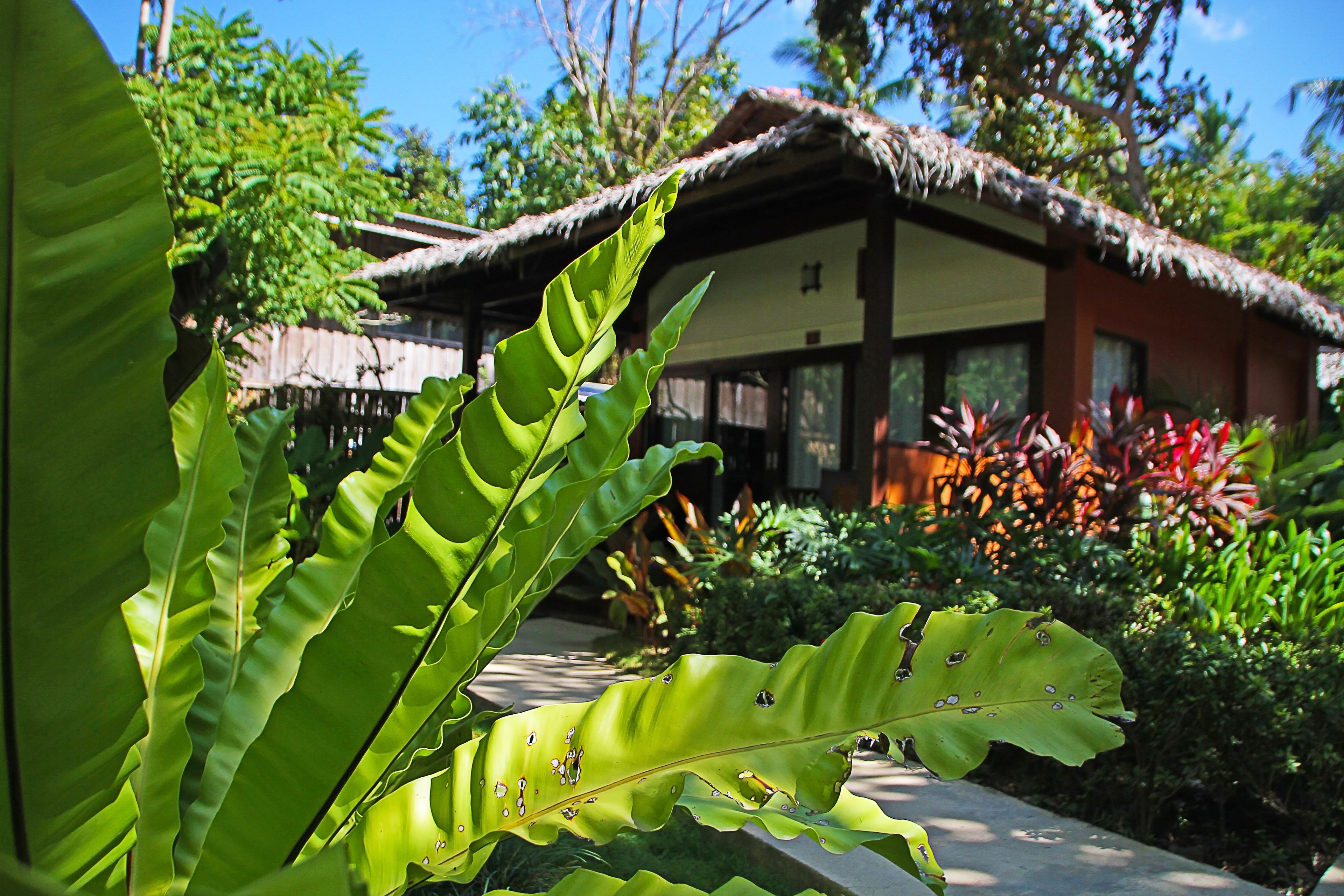 Edifici tradicional amb teulada de palla i grans finestres, envoltat de vegetació exuberant i plantes tropicals.