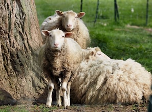 A group of sheep near a tree in a grassy area. - La Ferme des Isles (Autheuil-Authouillet)