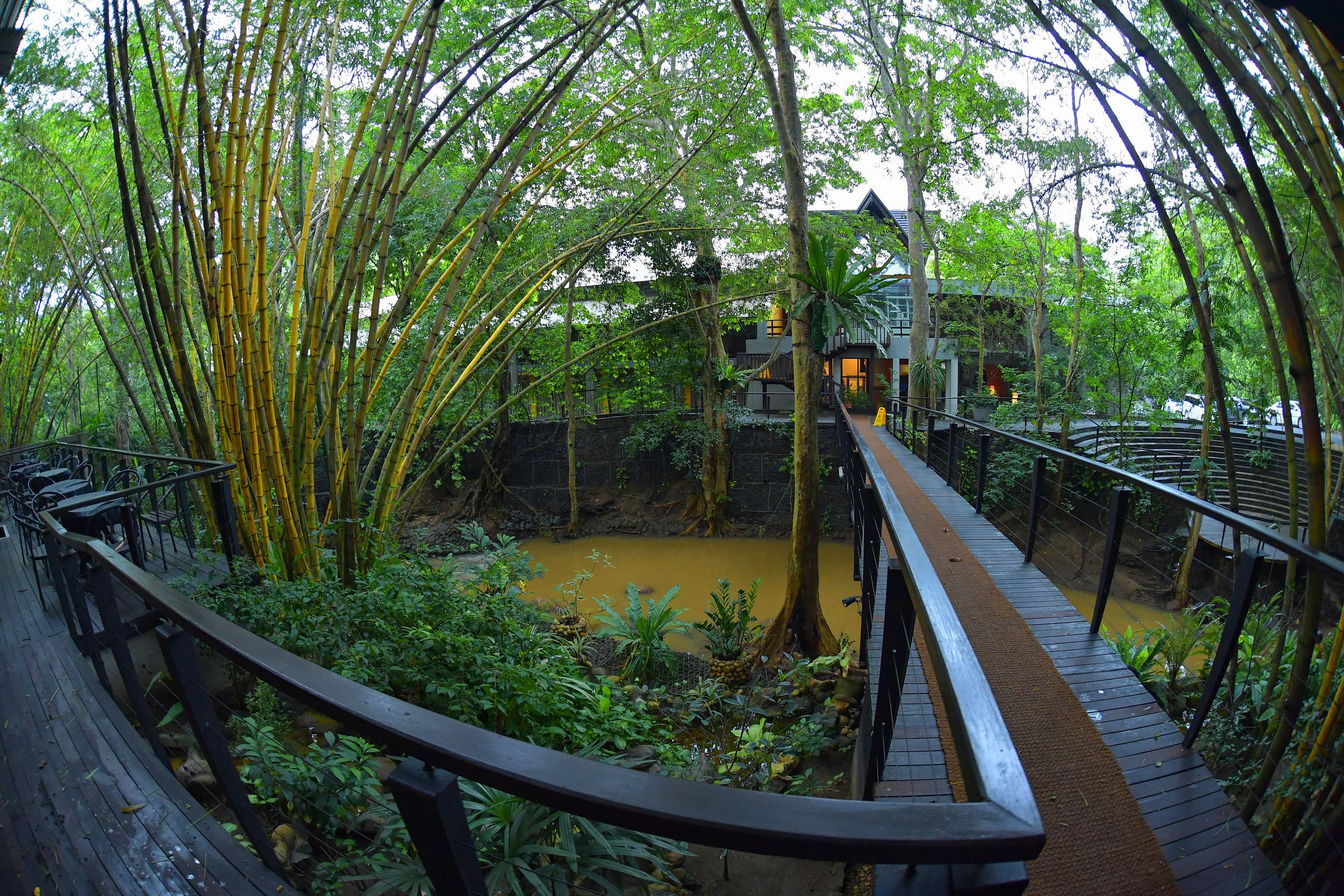 A wooden bridge over a river in a lush, green forest.