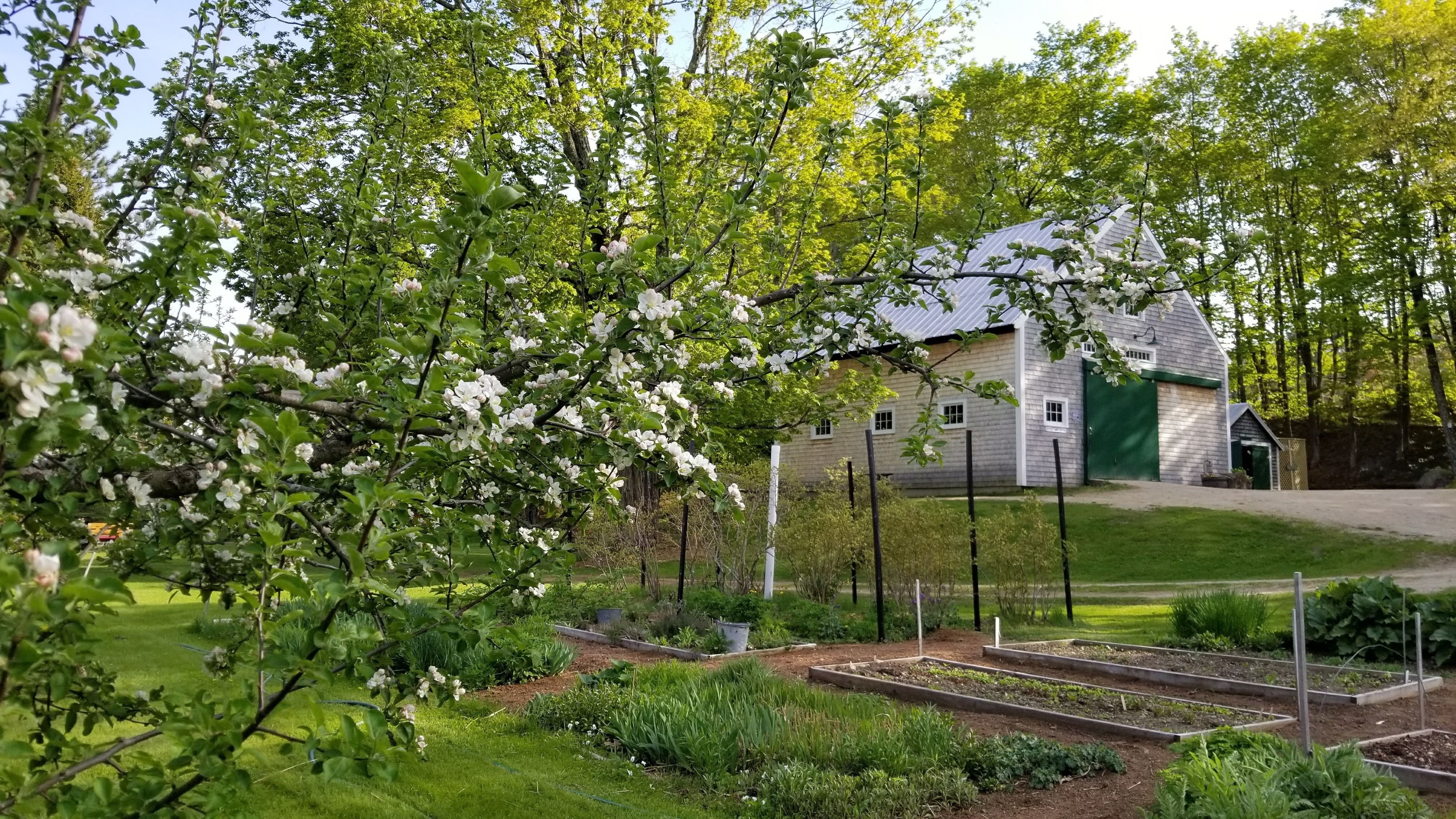 Un jardín con árboles en flor, una casa con una puerta verde y bancales elevados.
