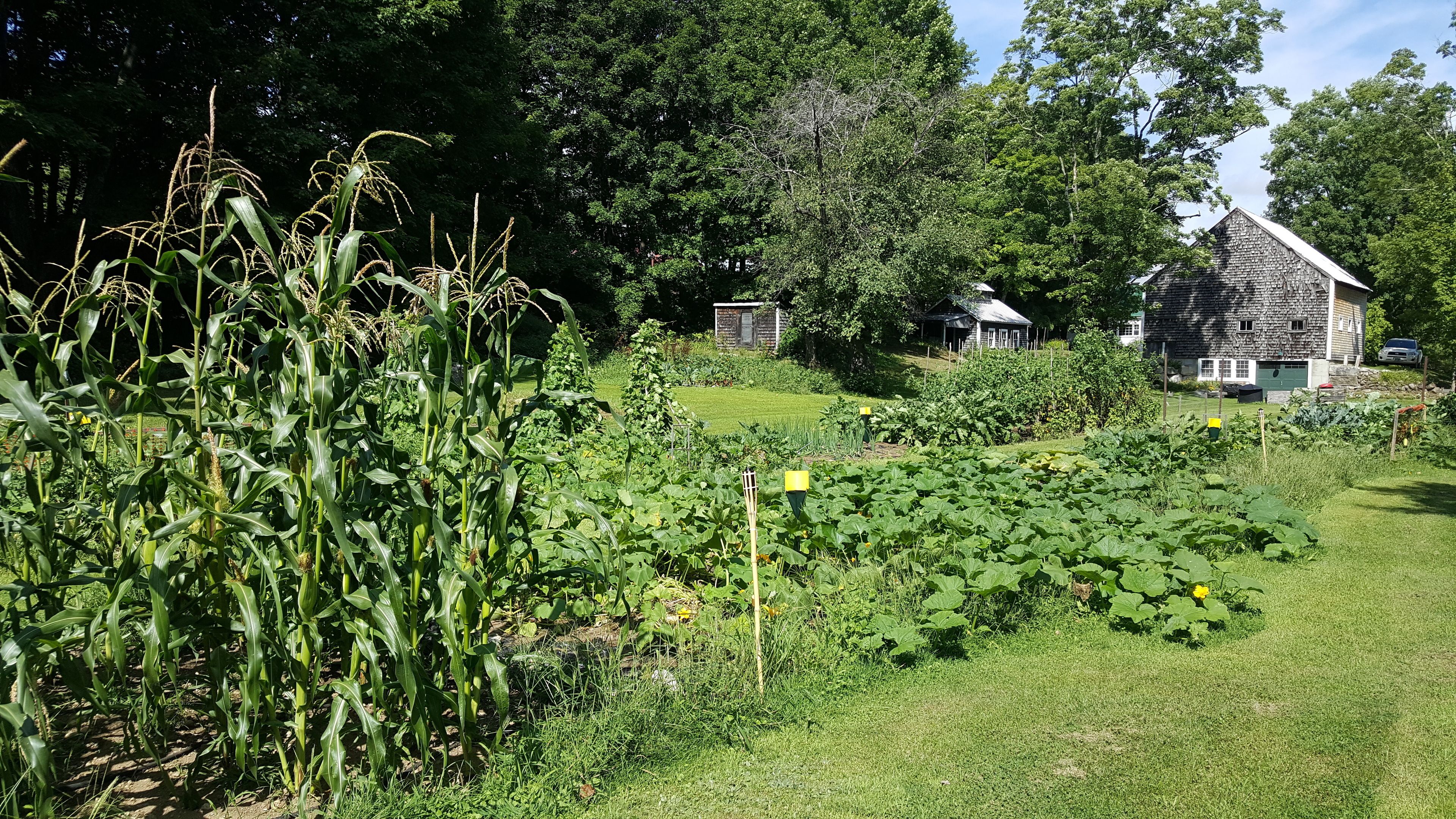 A rural landscape with a cornfield, a small house, and a garden.