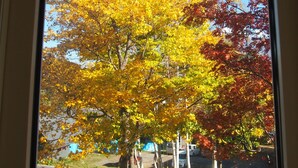 A view through a window of trees with yellow and red leaves, a clear blue sky, and a road with parked cars.