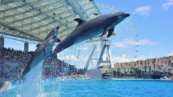 Dolphins performing in a public aquarium with a large audience and a Ferris wheel in the background.