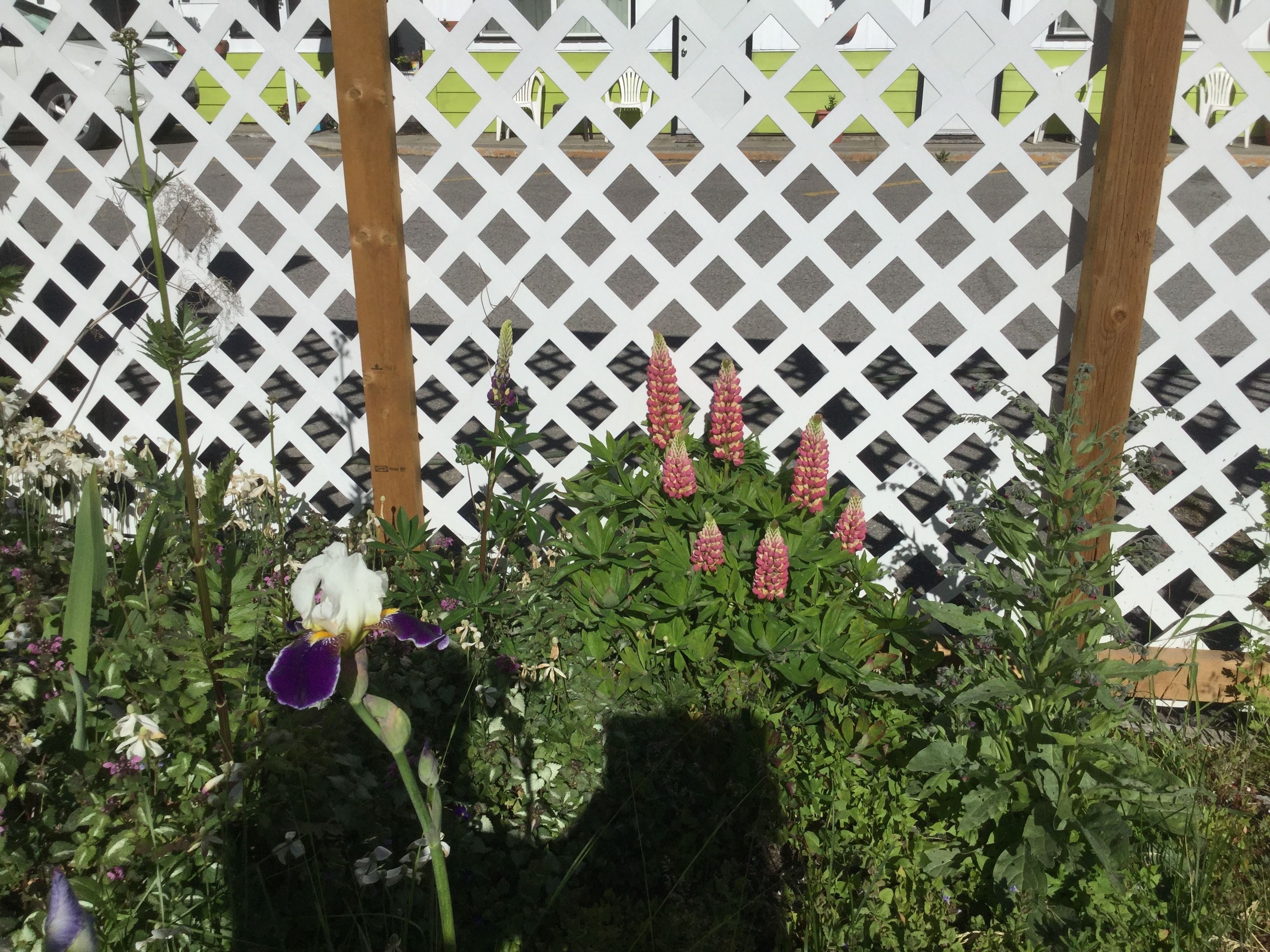 A garden with a lattice fence, various plants, and flowers.