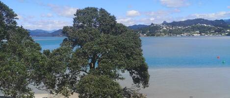 Ein Strand mit blauem Himmel, einem großen Baum und einer grünen Wiese.