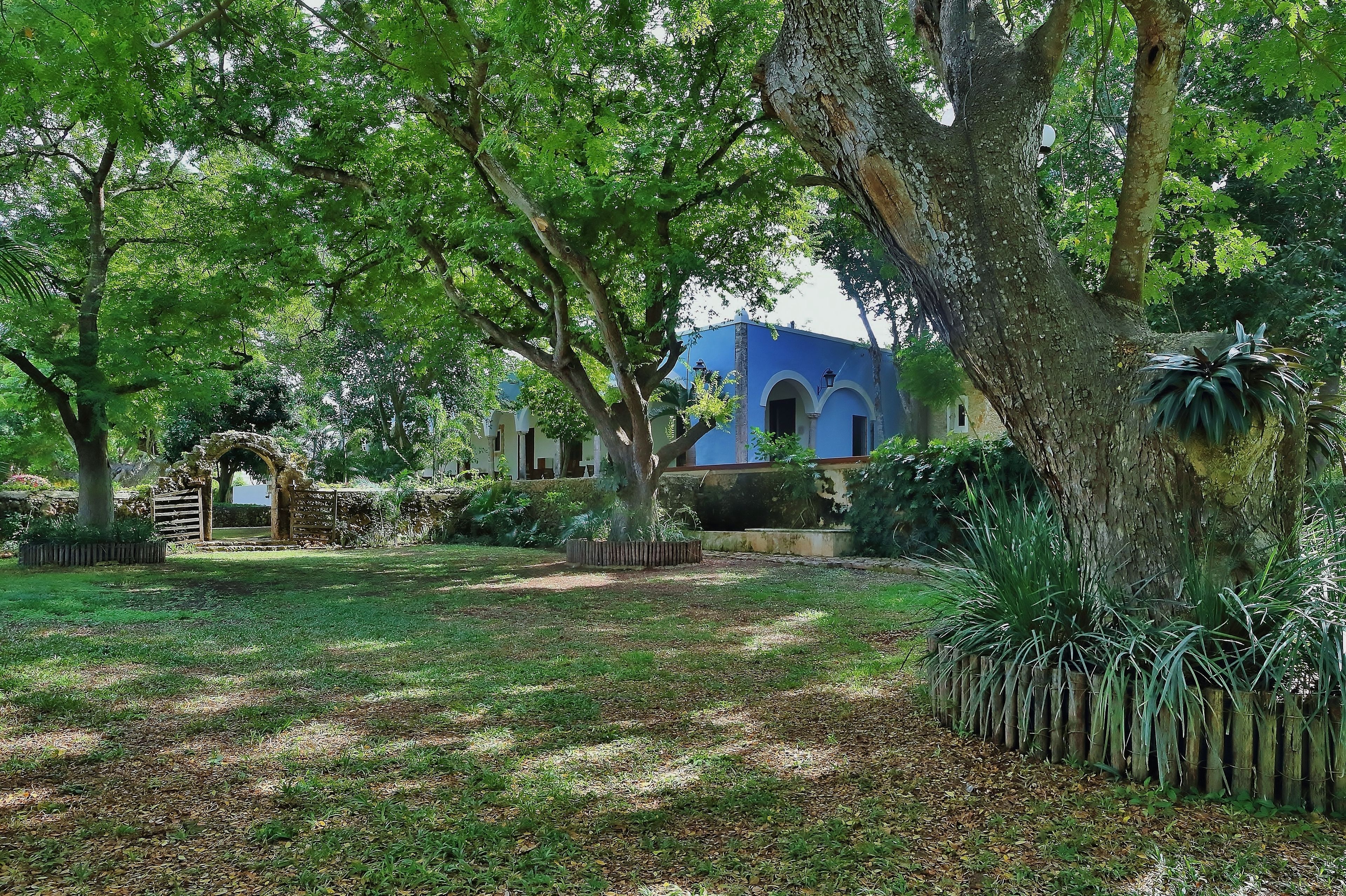 Un jardín exuberante con un gran árbol, una valla de madera y un edificio azul con ventanas de arco.