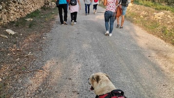 A group of people walking on a gravel path surrounded by trees and a stone wall.