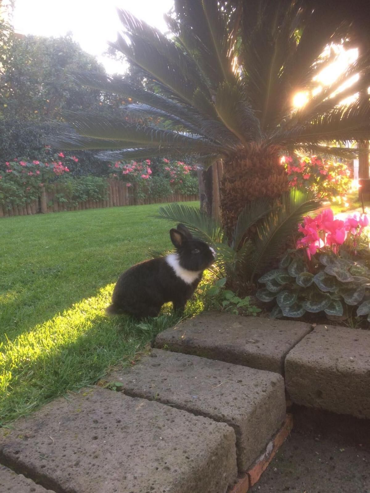 Photo - Giardino Sorrentino