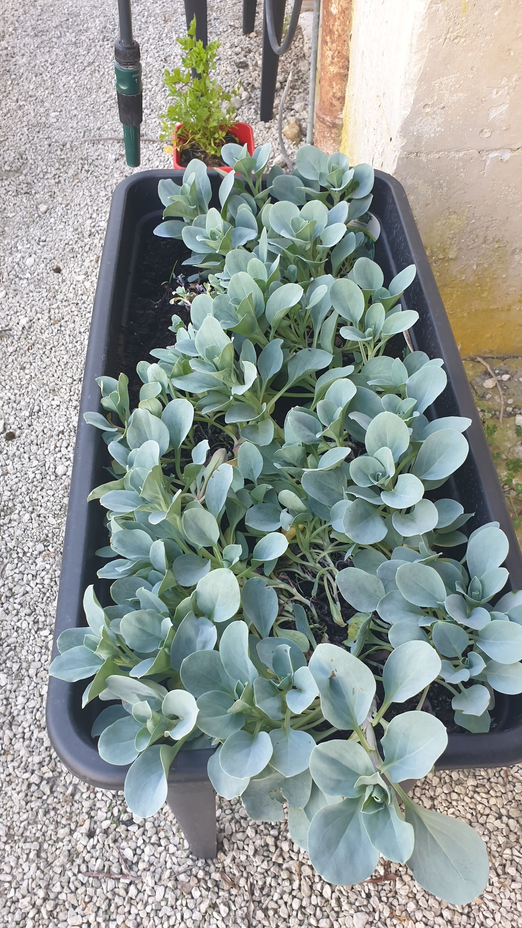 Una jardinera rectangular negra llena de plantas verdes sobre un lecho de grava.