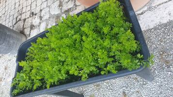 A black rectangular planter filled with green plants on a gravel surface.
