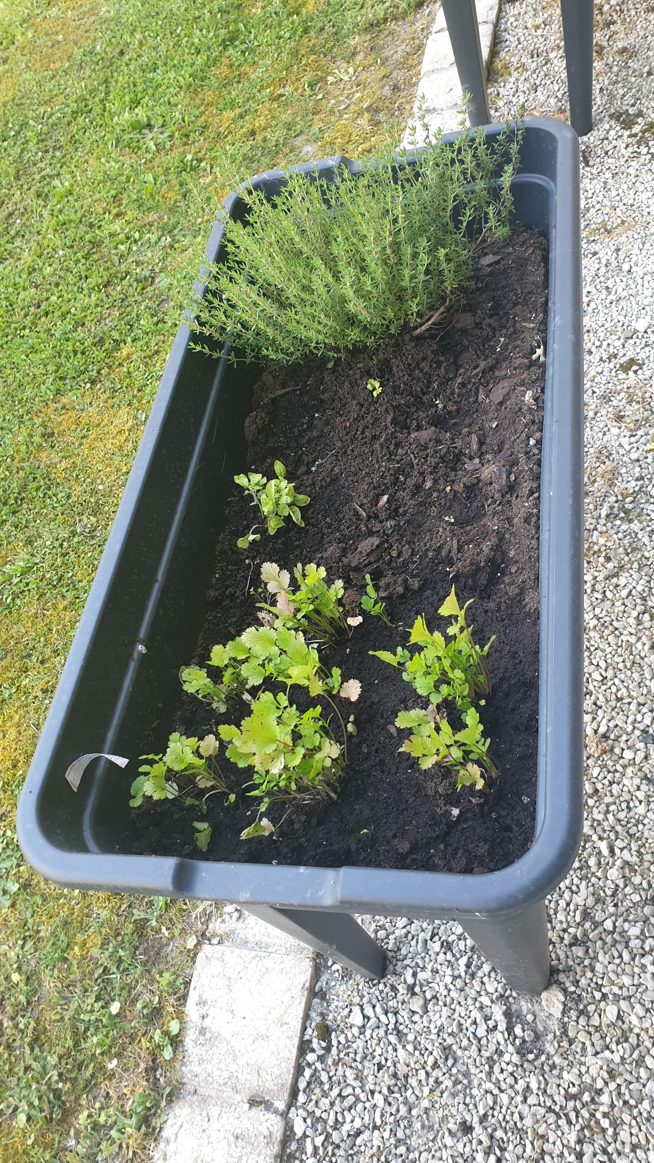 A rectangular black planter with soil and various plants, placed on a gravel surface next to a concrete edge.