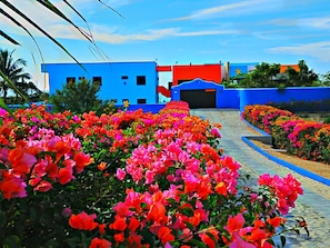 Un chemin bordé de magnifiques fleurs de bougainvillier menant à un bâtiment bleu coiffé d’un toit rouge.
