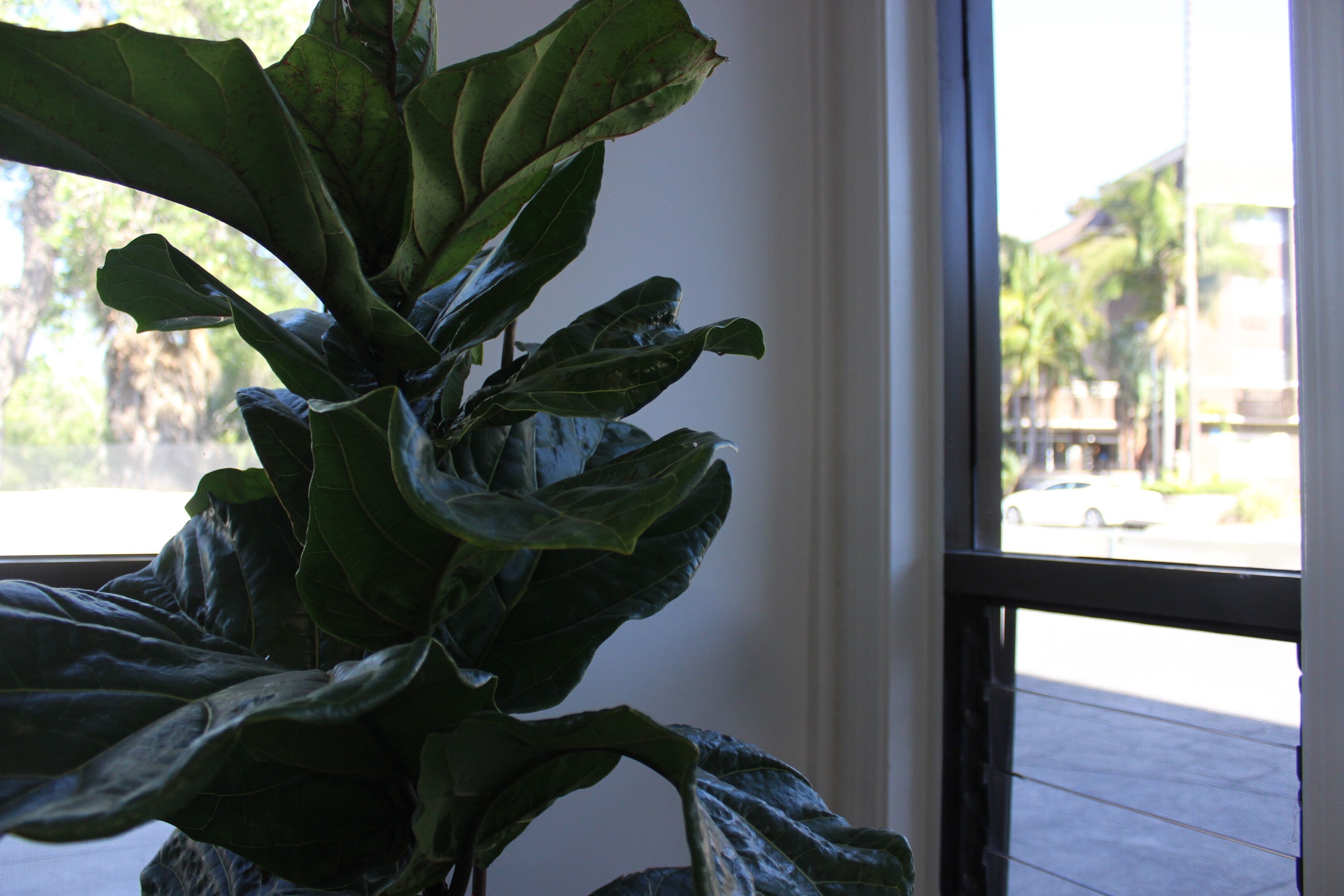 Foto - Riverleaf Inn Mission Valley