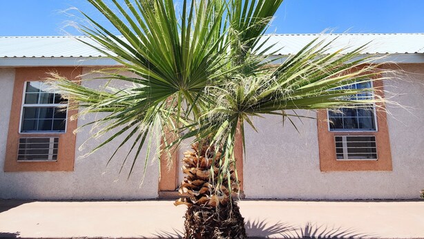 A palm tree in front of a building with two windows and a metal vent. - Desert Inn (Van Horn)