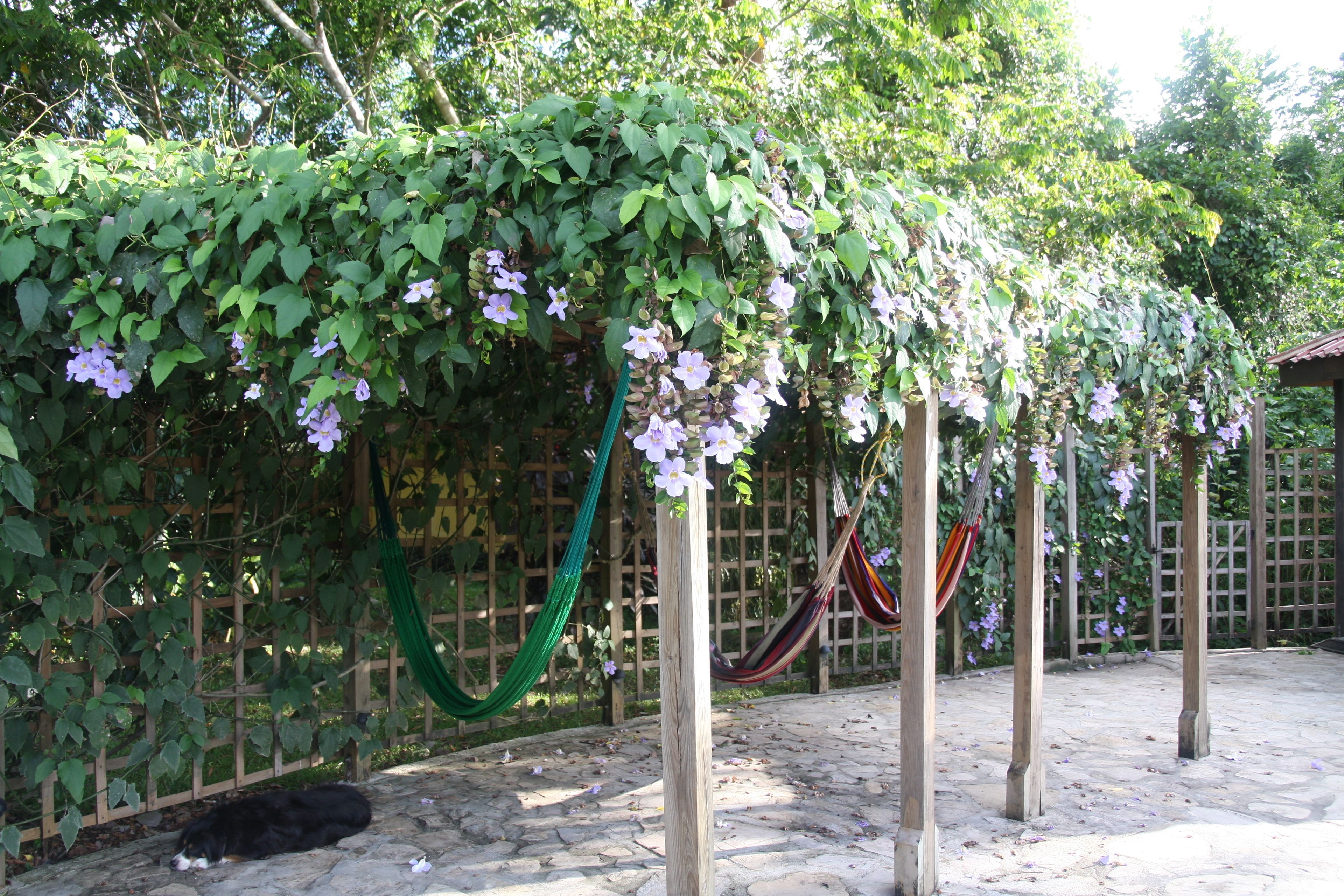 Un jardí amb una pèrgola de fusta, plantes trepadores i un hamaca.