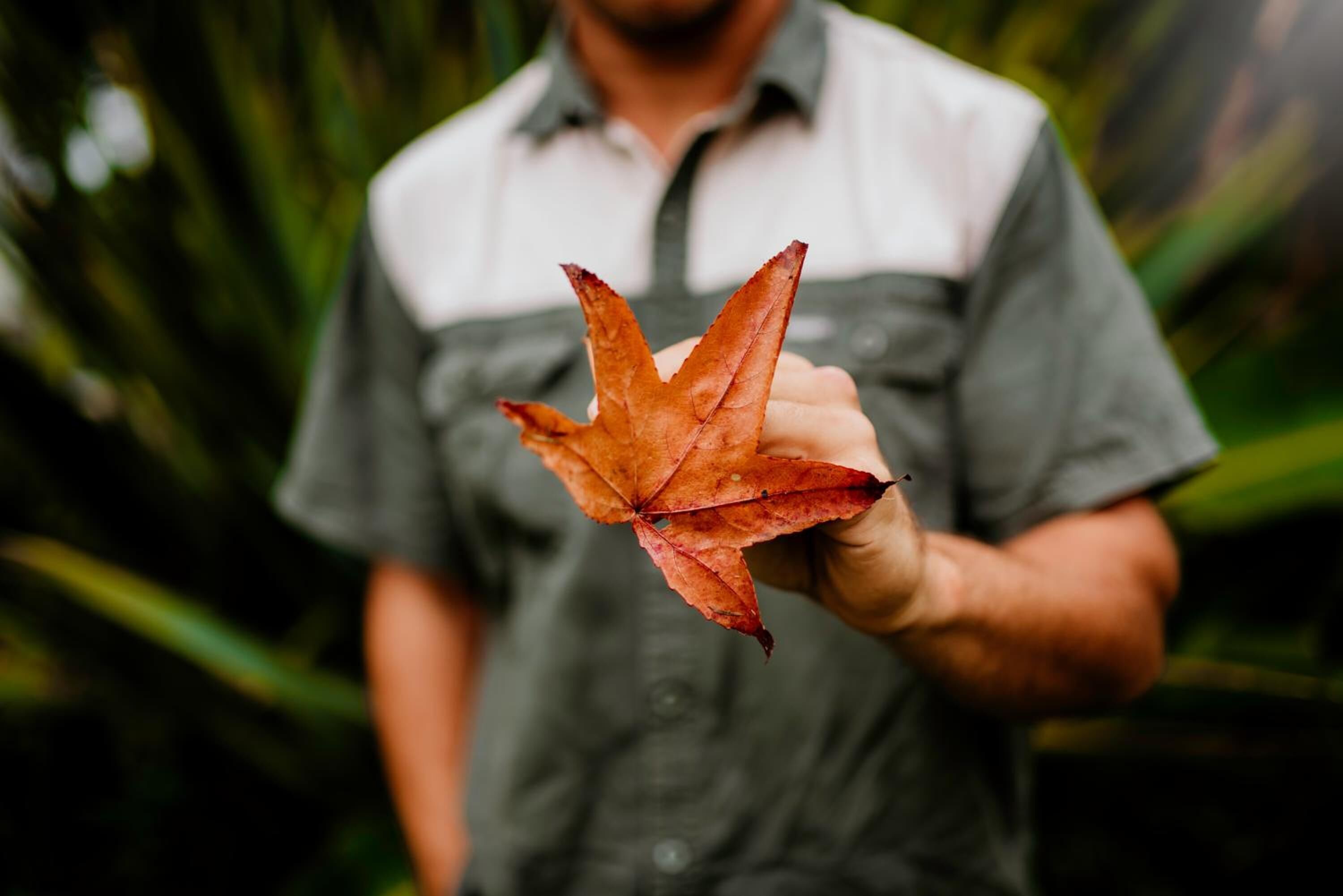 A person holding a red leaf.