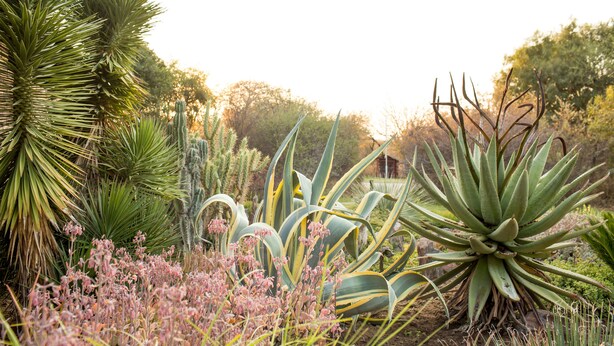 Un jardin où l’on trouve différentes espèces de plantes, notamment des agaves et des yuccas.