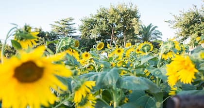Tulbagh Country Guest House