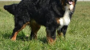 A Bernese Mountain Dog standing on grass with a fence in the background. - Hotel Chalet Bergblick (Aeschi bei Spiez)