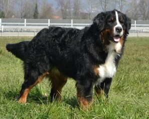 Property grounds - Hotel Chalet Bergblick (Aeschi bei Spiez)