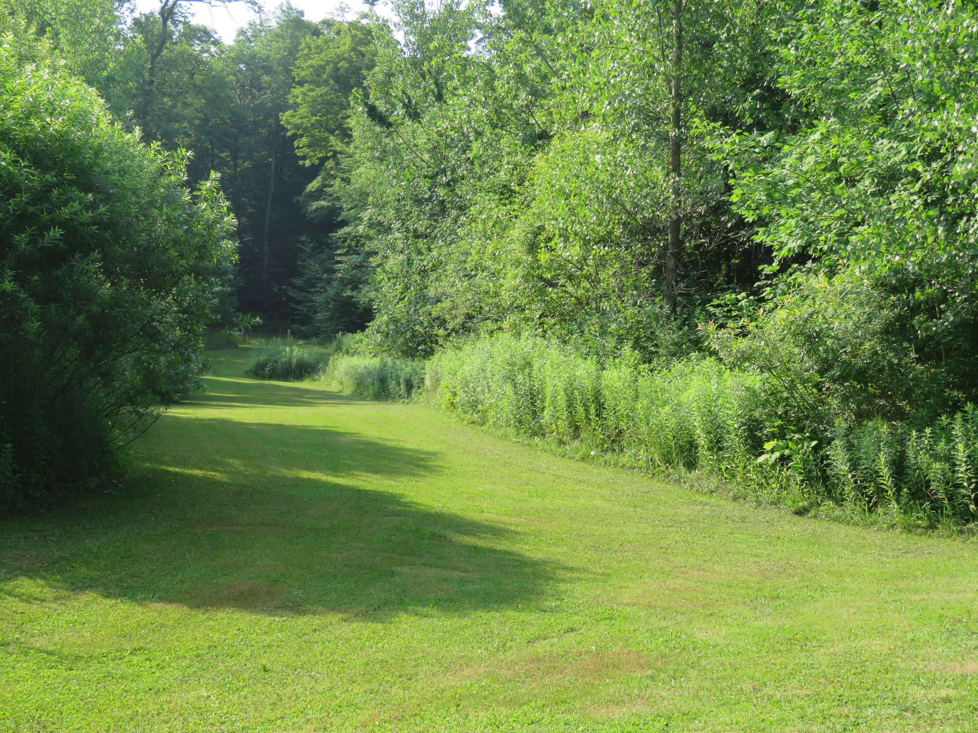 Un sentier traverse une zone verdoyante et luxuriante, bordée de chaque côté d’arbres et de buissons denses.