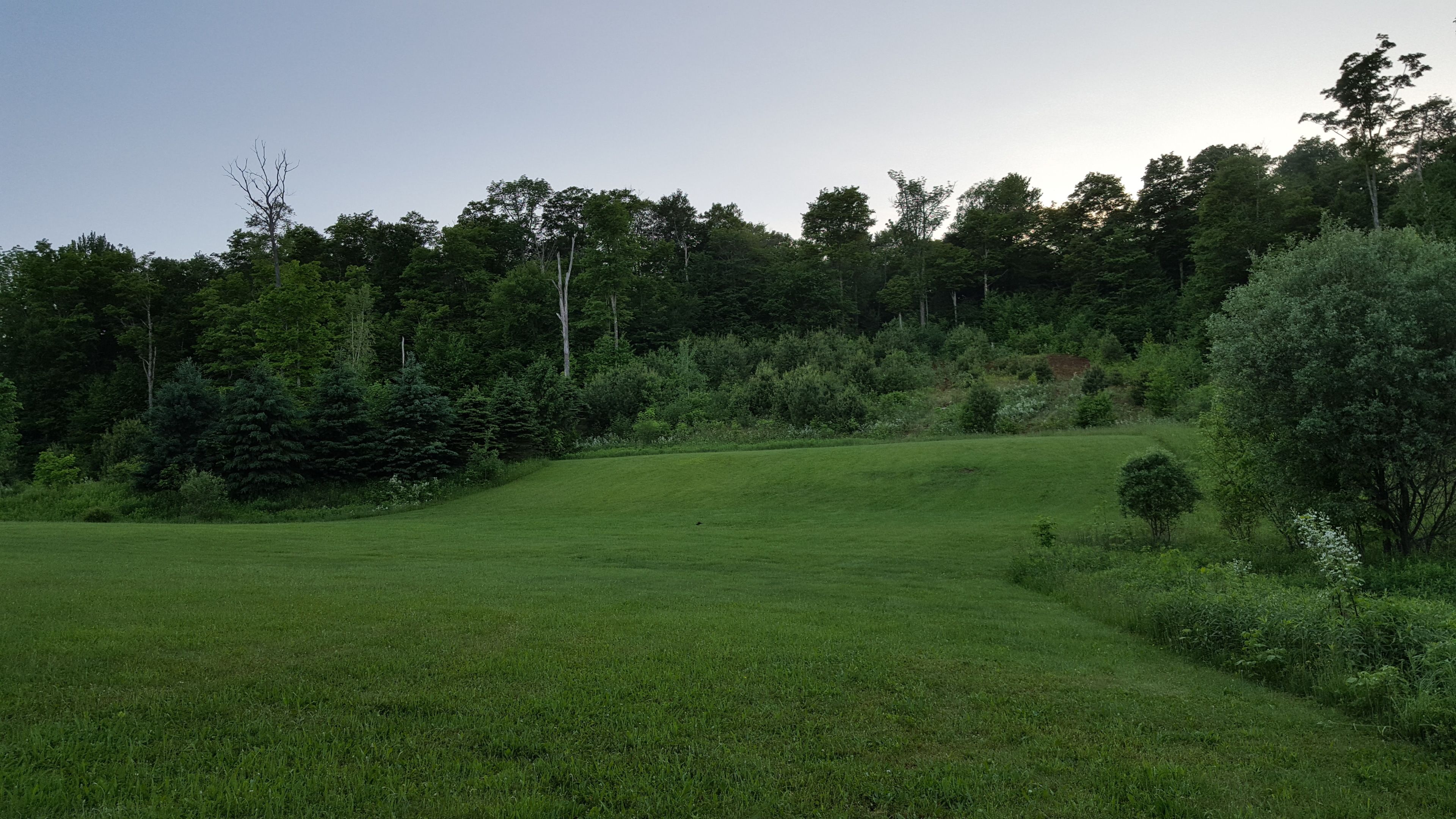 Un champ herbeux avec des arbres denses en arrière-plan.