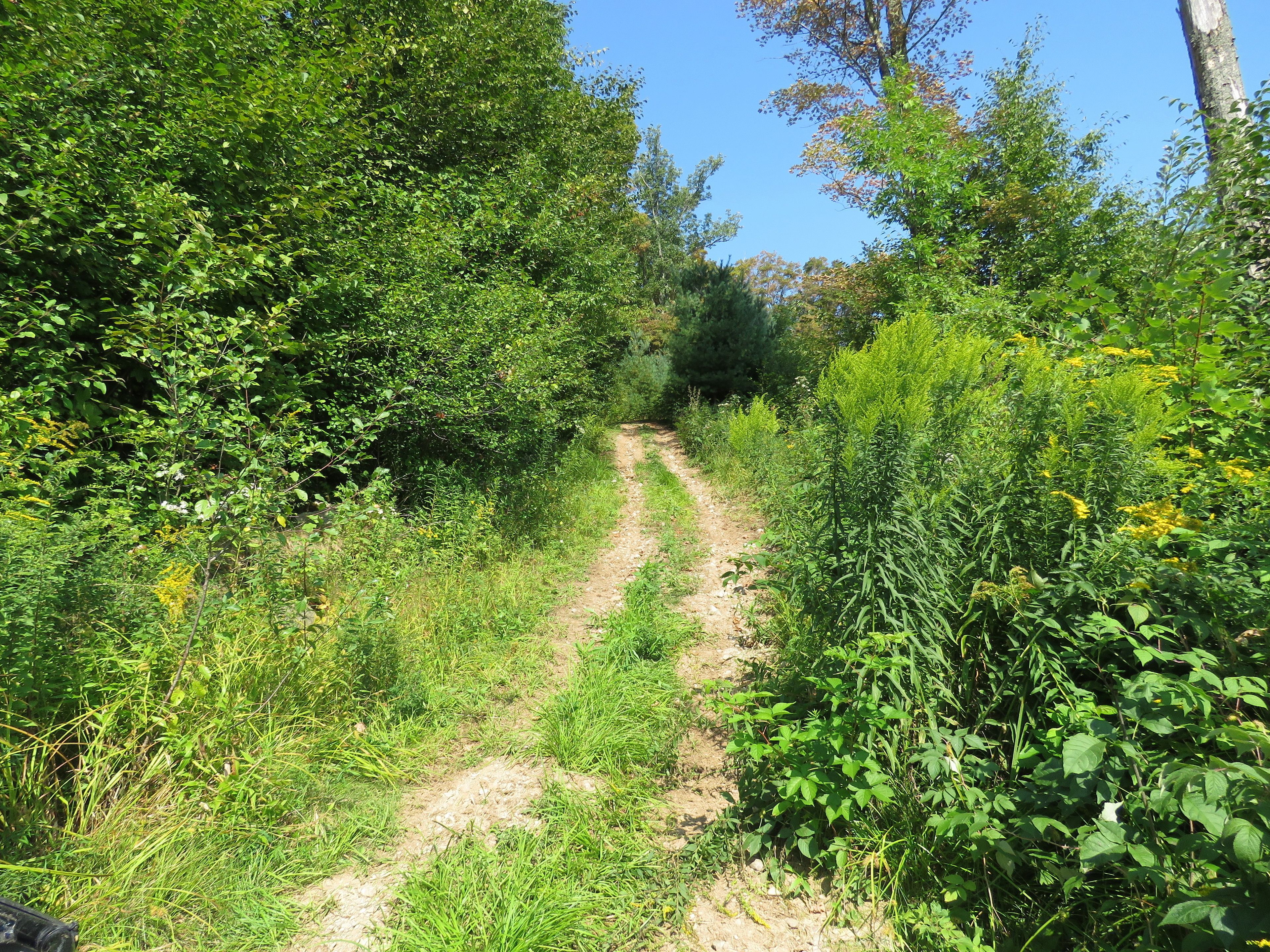 A dirt path surrounded by dense green foliage and trees.