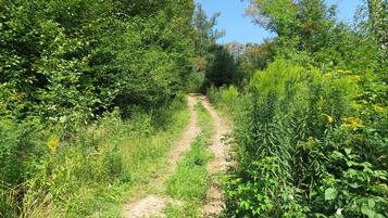 A dirt path surrounded by dense green foliage and trees.