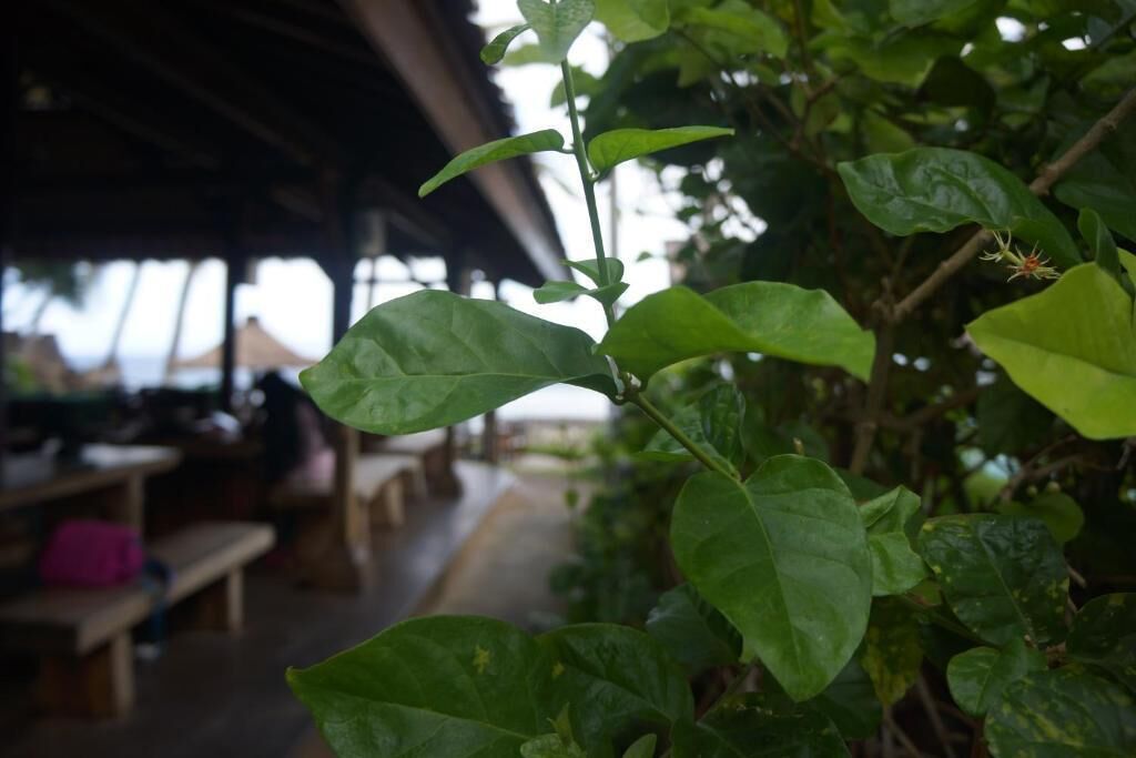 A plant with broad leaves in a covered outdoor area with benches.