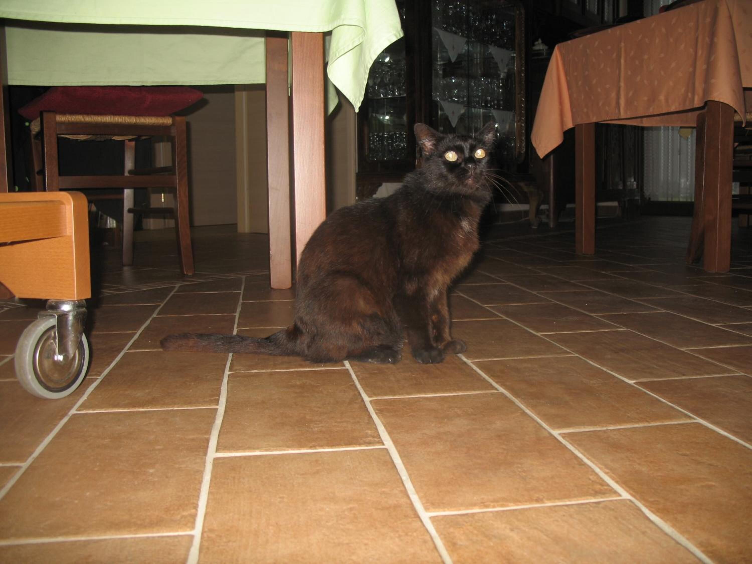 En kat sidder på et flisegulv i et rum med et bord og stole.