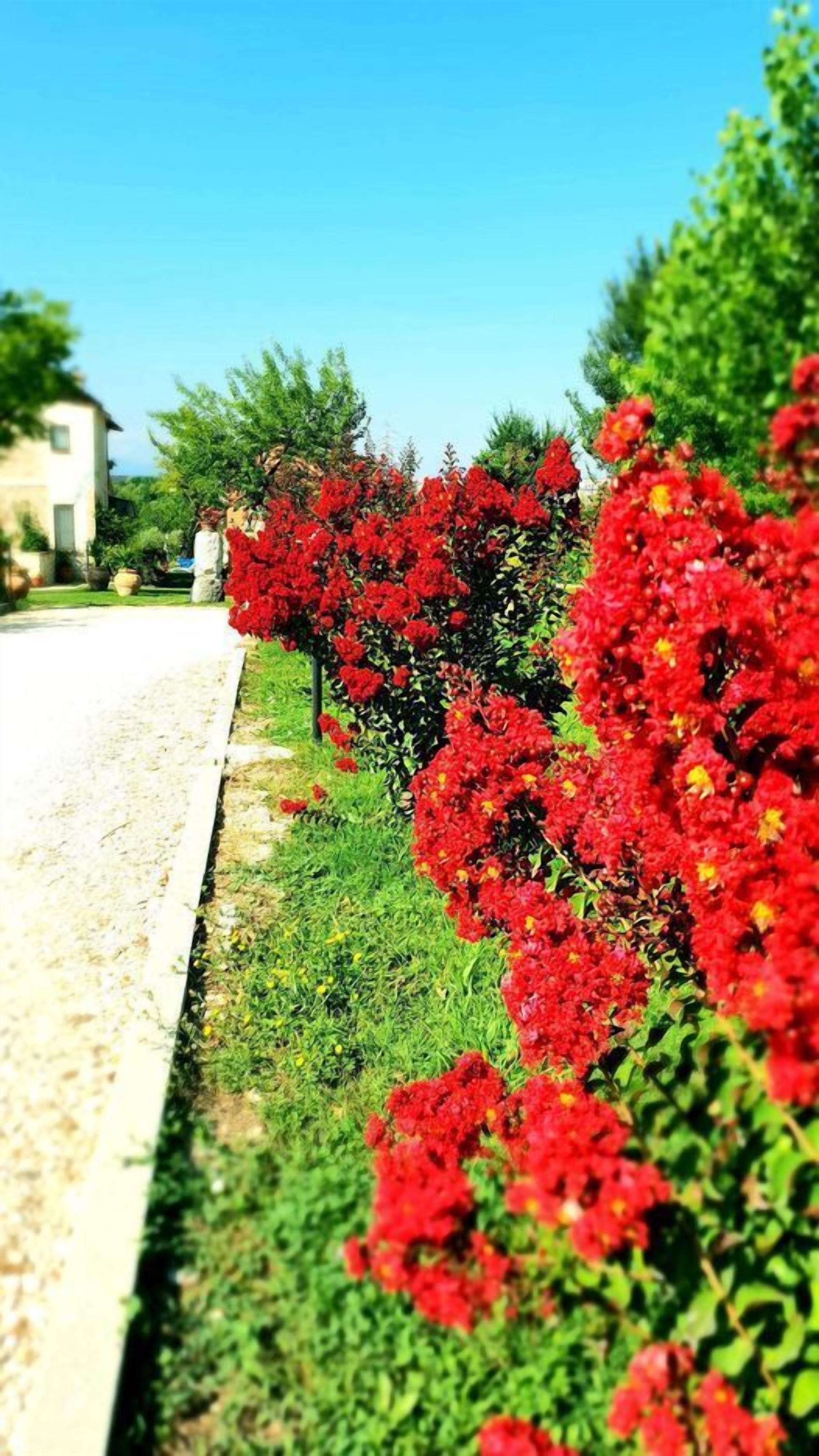 Ein Garten mit roten Blumen und grünen Sträuchern entlang eines Bürgersteigs.