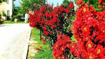 Ein Garten mit roten Blumen und grünen Sträuchern entlang eines Bürgersteigs.