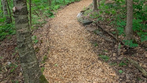 Un sendero en el bosque cubierto de hojas.