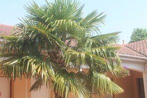 テラス / パティオ