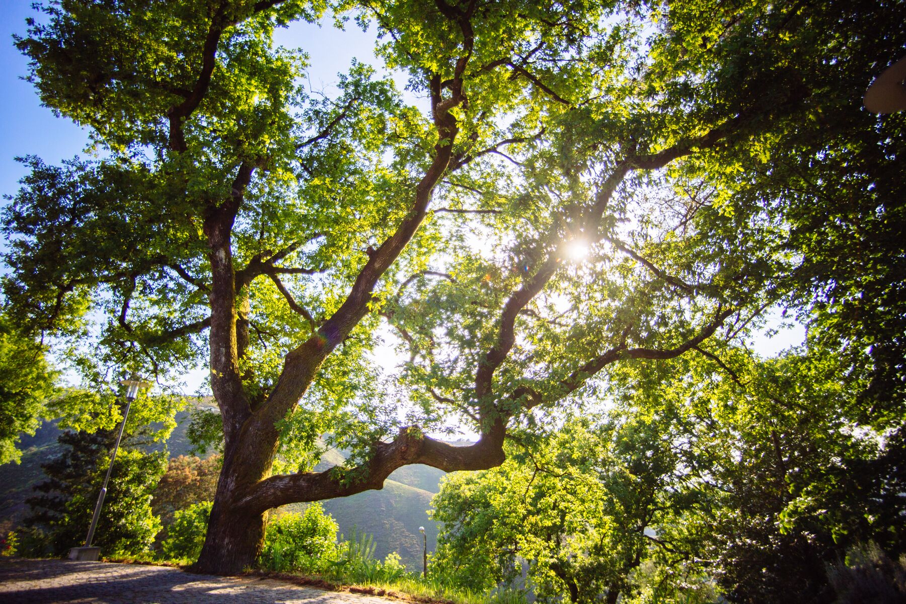 Ein großer Baum mit einem dicken Stamm und weit ausladenden Ästen, umgeben von üppigem Grün.