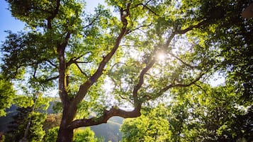 Ein großer Baum mit einem dicken Stamm und weit ausladenden Ästen, umgeben von üppigem Grün.
