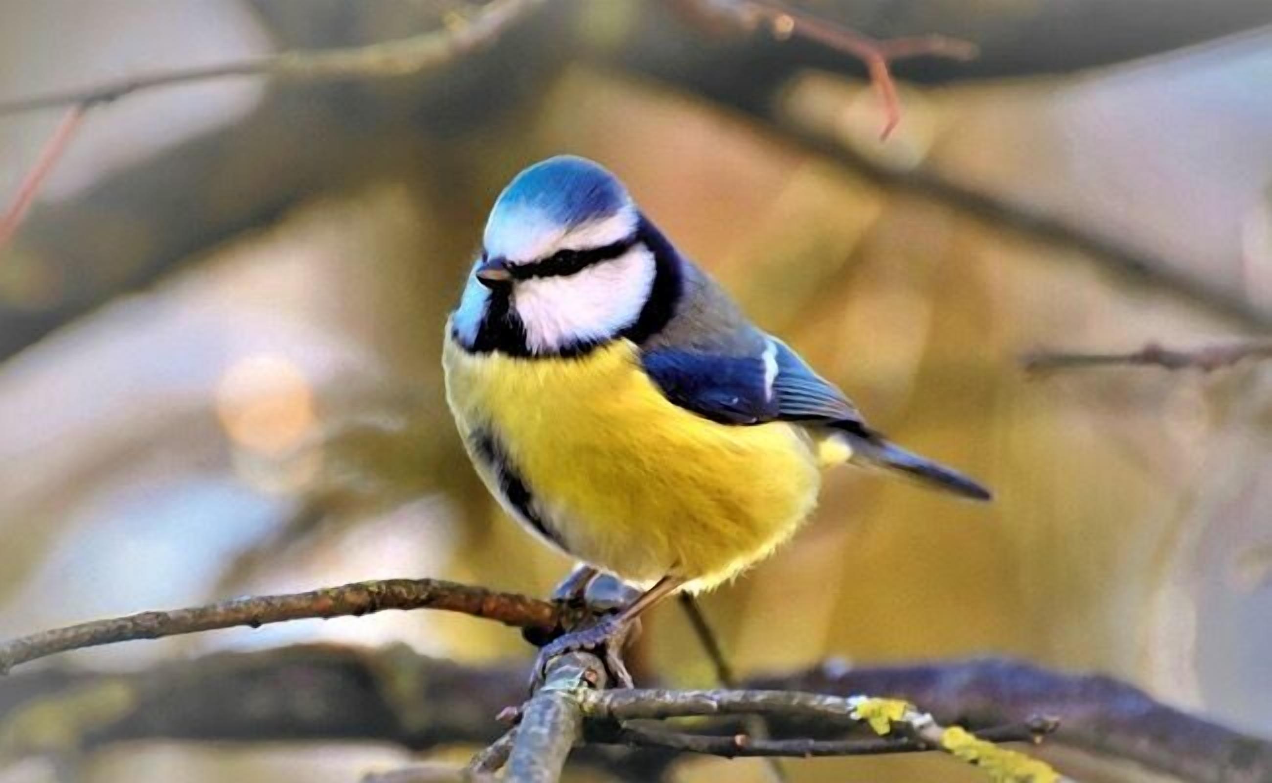 Un oiseau était perché sur une branche.