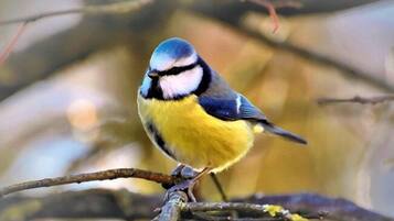 Un oiseau était perché sur une branche.