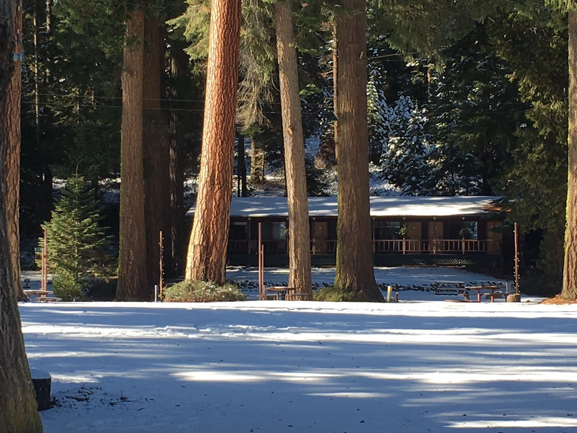 A lodge surrounded by tall trees and snow-covered ground.
