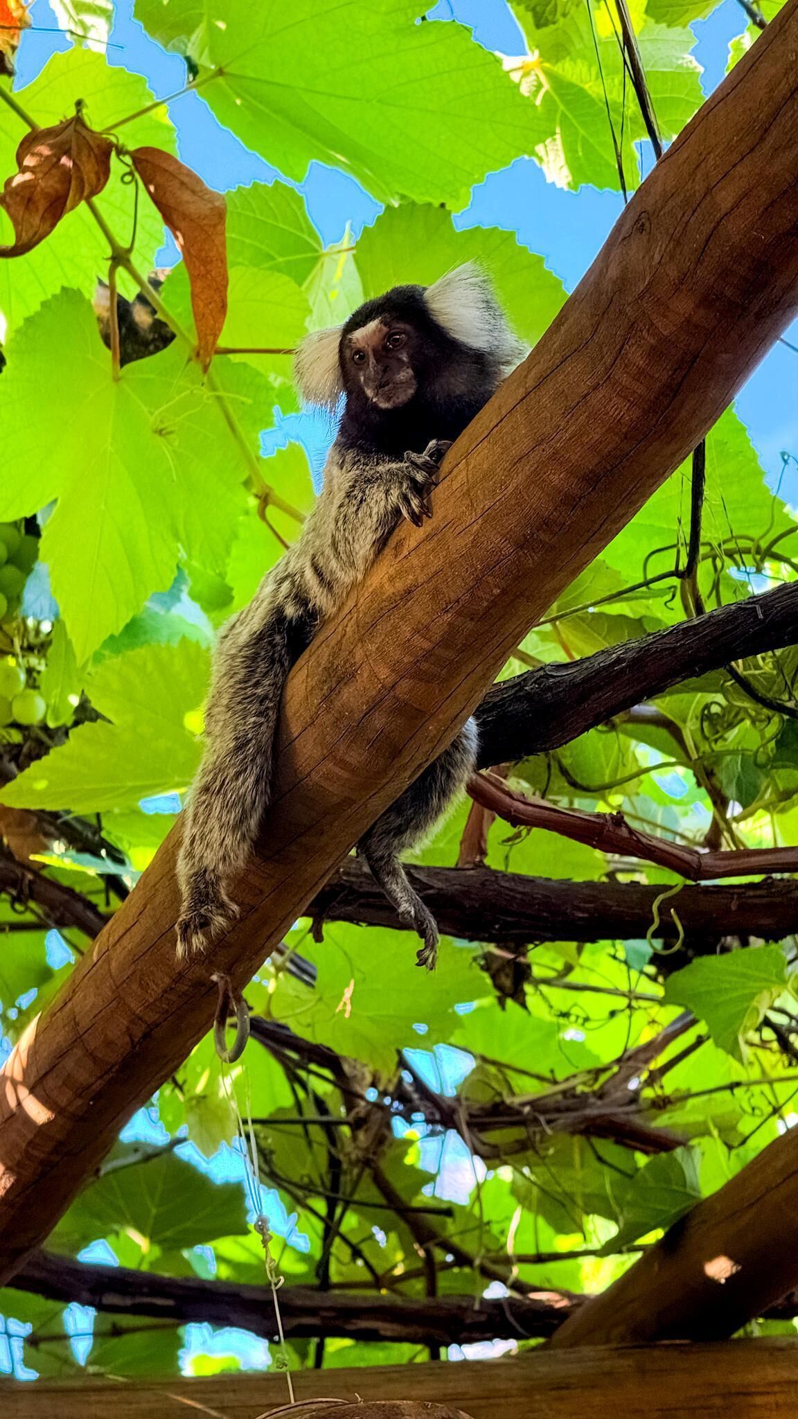 Ein Lemur sitzt auf einem Ast inmitten von dichtem Grün.